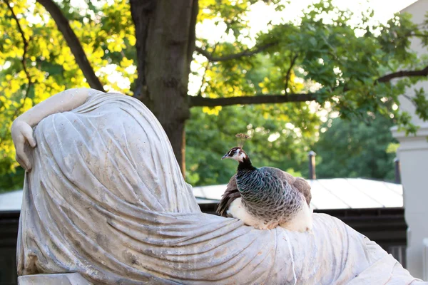 Pavo real femenino sentado en una escultura blanca — Foto de Stock