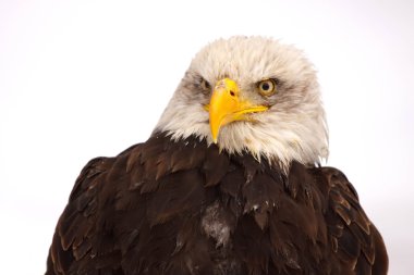 Kar patlaması kartal