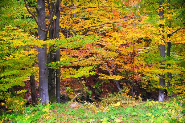 Δάση βουνά Bieszczady — Φωτογραφία Αρχείου