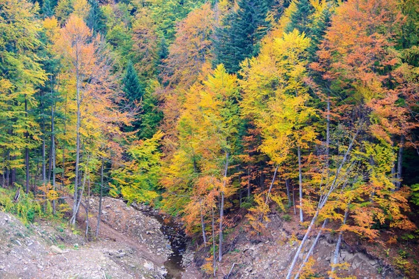Bieszczady montanhas floresta — Fotografia de Stock