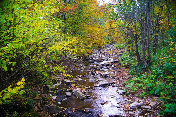 Bosque de montañas Bieszczady —  Fotos de Stock