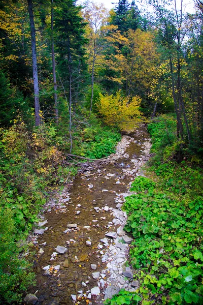 Bieszczady montanhas floresta Fotos De Bancos De Imagens