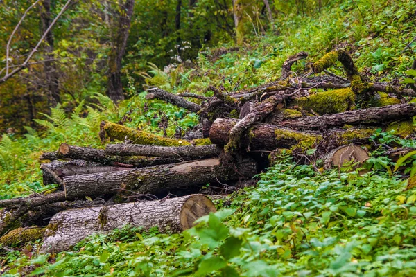 Forêt des montagnes de Bieszczady — Photo
