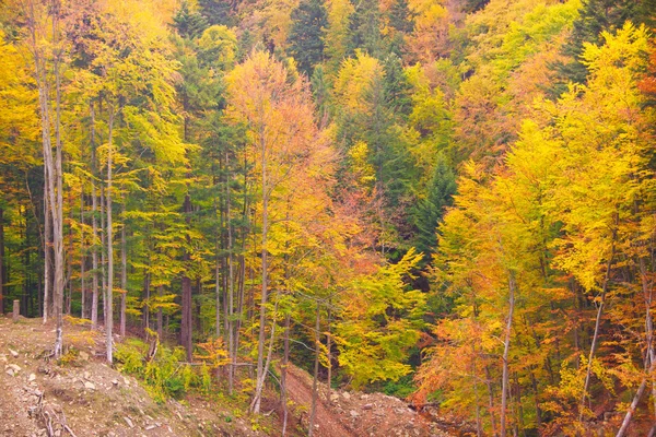 Bosque de montañas Bieszczady —  Fotos de Stock