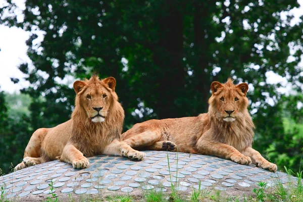 Coppia di leoni sulla roccia — Foto Stock