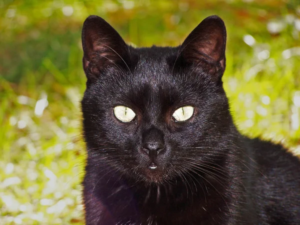 Cat portrait on the grass — Stock Photo, Image