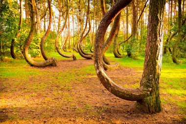 Forest reserve Polonya kavisli
