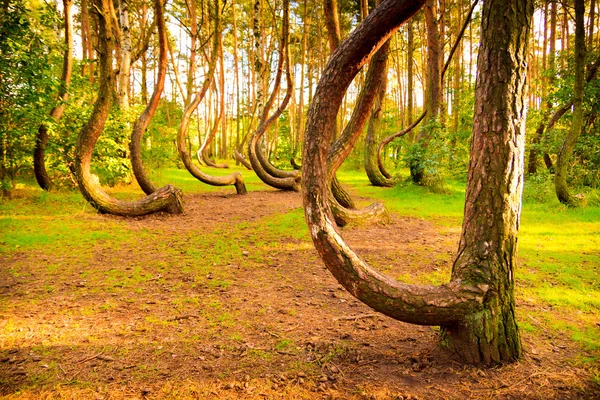 Reserva florestal curva na Polónia — Fotografia de Stock