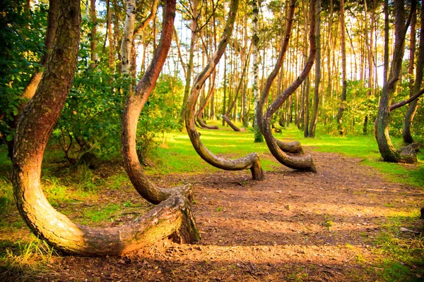 Reserva florestal curva na Polónia — Fotografia de Stock