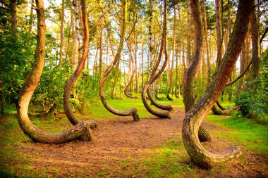 Curved forest reserve in Poland clipart