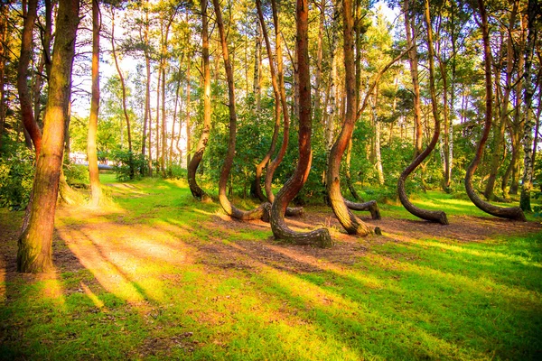 Gebogen forest reserve in Polen — Stockfoto