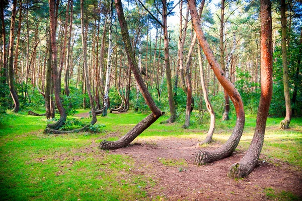 Reserva florestal curva na Polónia — Fotografia de Stock