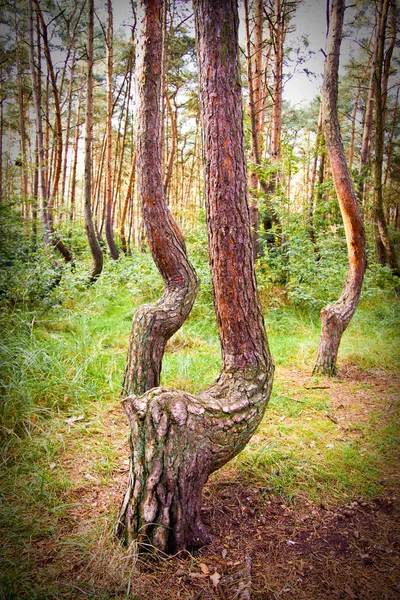 Reserva forestal curvada en Polonia — Foto de Stock