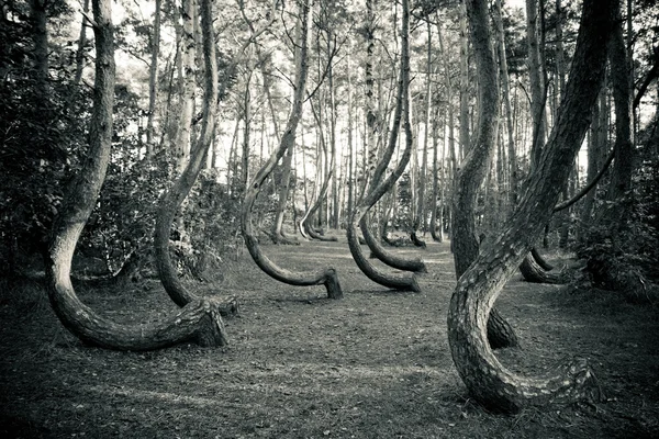 Reserva florestal curva na Polónia — Fotografia de Stock
