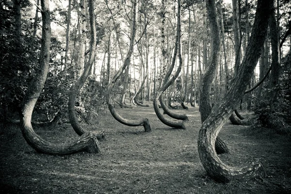 Gebogen forest reserve in Polen — Stockfoto