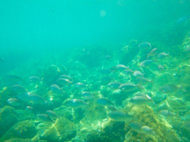 Hırvatistan'daki sualtı görüntüleme