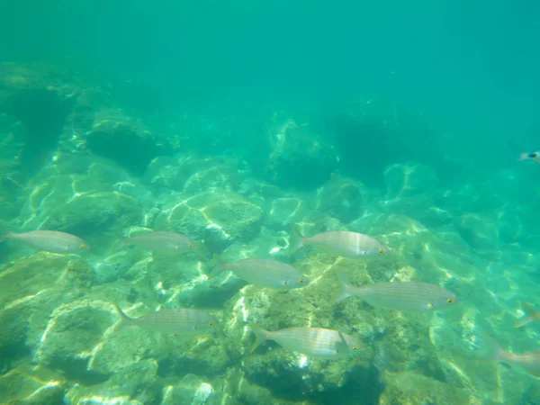 Vista subaquática na Croácia — Fotografia de Stock