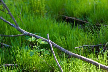 biebrza bataklık Polonya