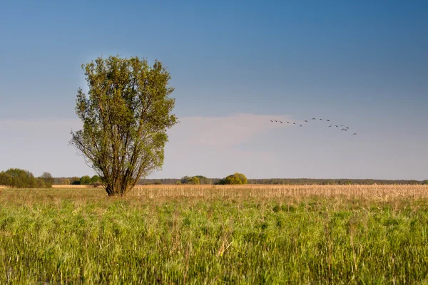 Biebrza swamps in Poland — Stock Photo, Image