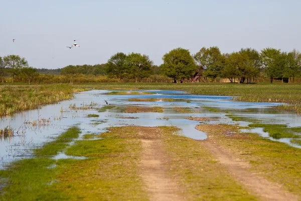 Biebrza moerassen in Polen — Stockfoto