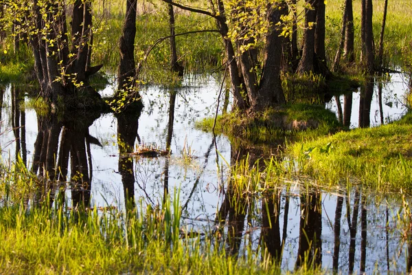 Biebrza sumper i Polen – stockfoto