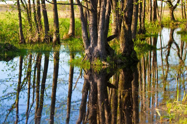 Biebrza elmerült forrest Stock Fotó