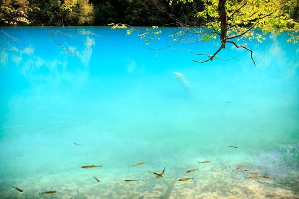 Transparent water in lakes of Plitvice — Stock Photo, Image