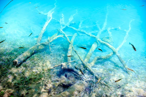Agua transparente en lagos de Plitvice — Foto de Stock