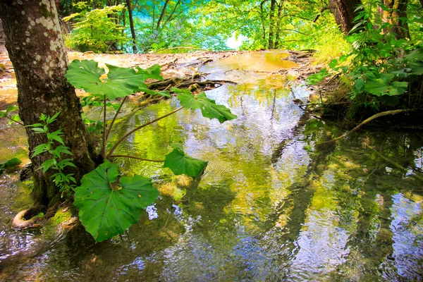 Park Plitvická jezera — Stock fotografie