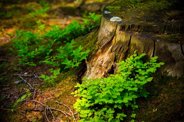 Stump en montagne — Photo