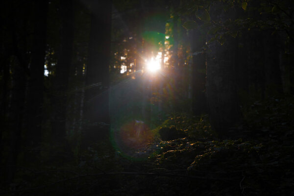 Ray of light shinning in the forest