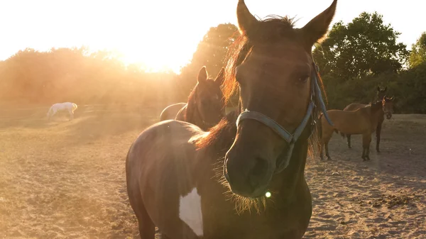 Sunbathing horses — Stock Photo, Image