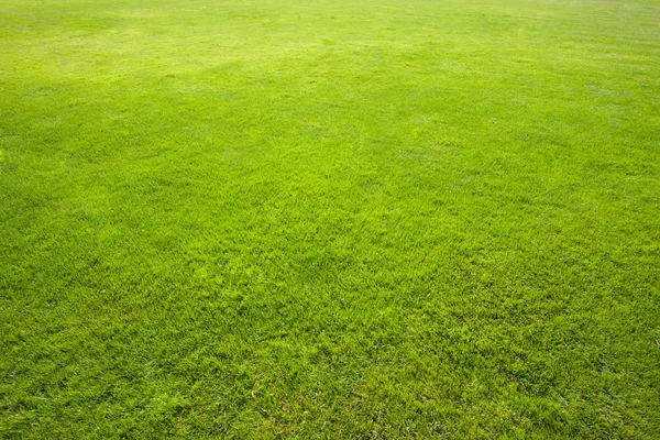 Yeşil Çimen Alanı — Stok fotoğraf
