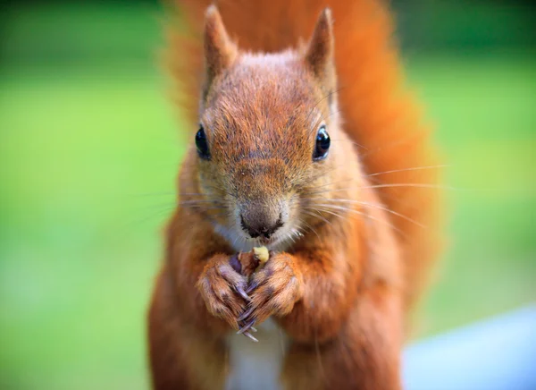 Red Eurasian squirrel — Stock Photo, Image