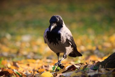 Yaprakları yürüyüş karga