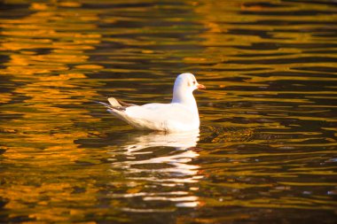 Gölde Yüzme kuşlar
