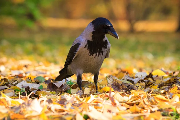 Corvo che cammina tra le foglie — Foto Stock