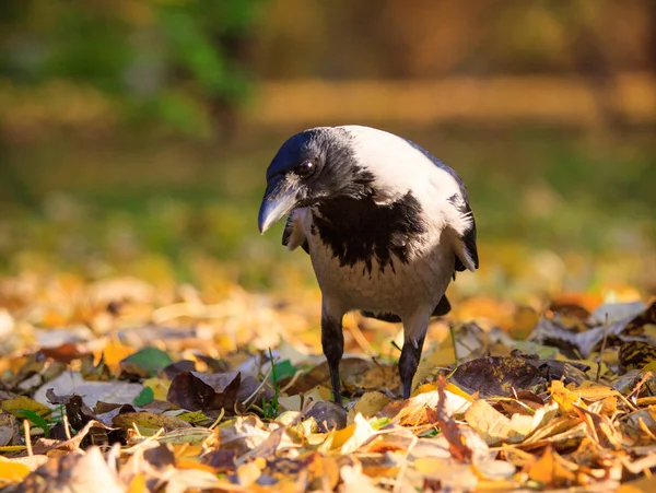 Corbeau marchant dans les feuilles — Photo