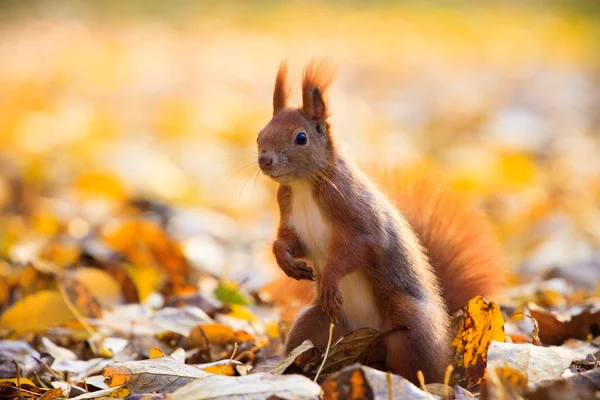 Rotes Eichhörnchen im Park — Stockfoto