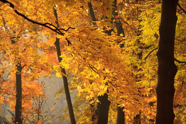 Parque Varsovia en otoño —  Fotos de Stock