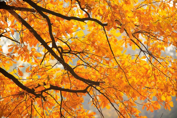 Warsaw park in autumn — Stock Photo, Image