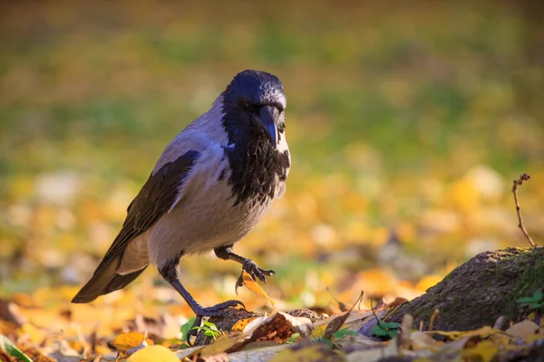 Corvo che cammina tra le foglie — Foto Stock