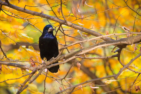 Rook sul ramo dell'albero — Foto Stock