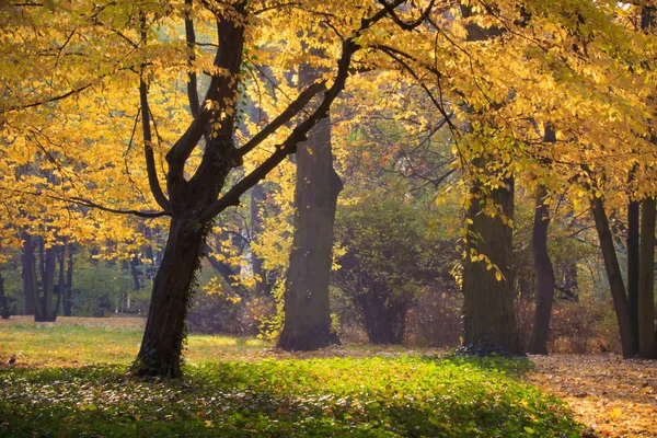 Őszi park Varsóban — Stock Fotó