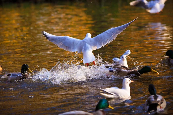Πουλιά κολυμπώντας στη λίμνη — Φωτογραφία Αρχείου