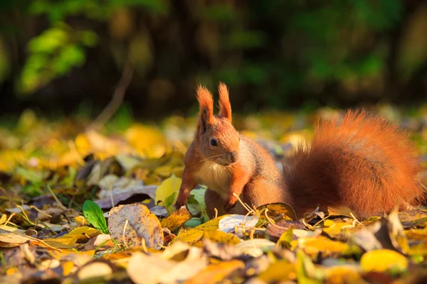 Червона білка в парку — стокове фото