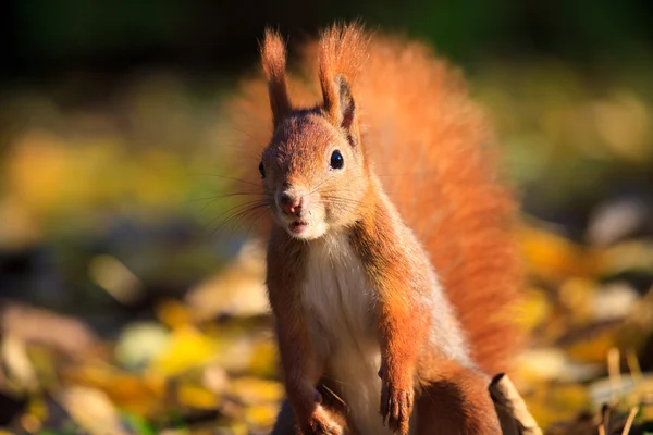 Rotes Eichhörnchen im Park — Stockfoto