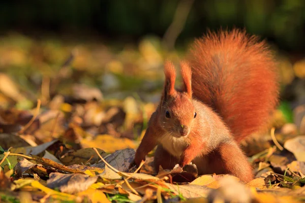 Ardilla roja en el parque — Foto de Stock