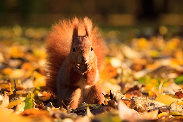 Rode eekhoorn in park — Stockfoto