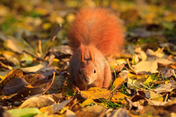 Rode eekhoorn in park — Stockfoto